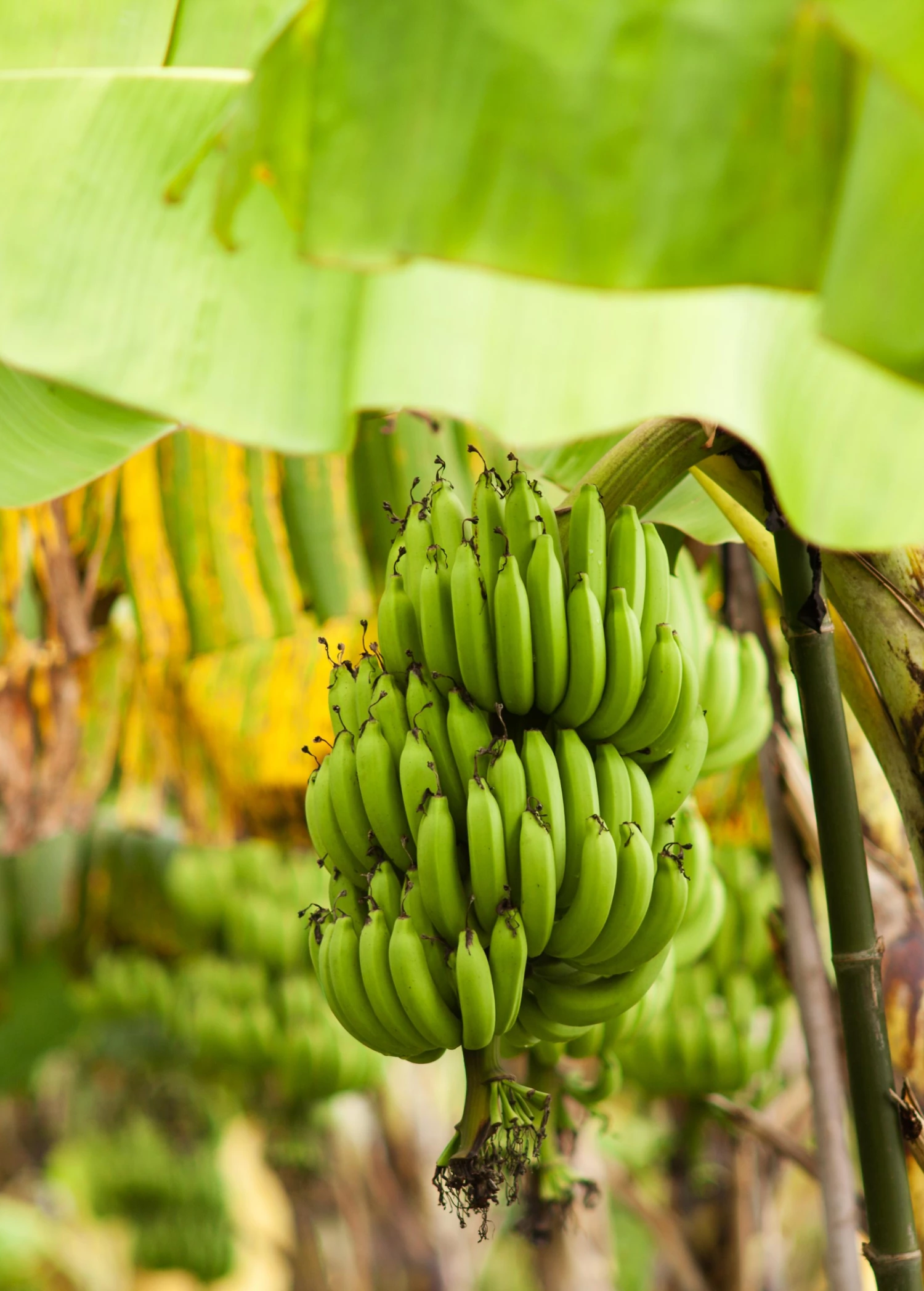 Banana 'Grand Nain' (Musa Acuminata) 3 Banana 'Grand Nain' (Musa Acuminata) - Image 3