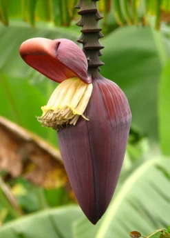Banana 'Grand Nain' (Musa Acuminata) 11 Banana 'Grand Nain' (Musa Acuminata) -Garden Supplies Sales 2024 bananafruittreesowexoticnursery 7