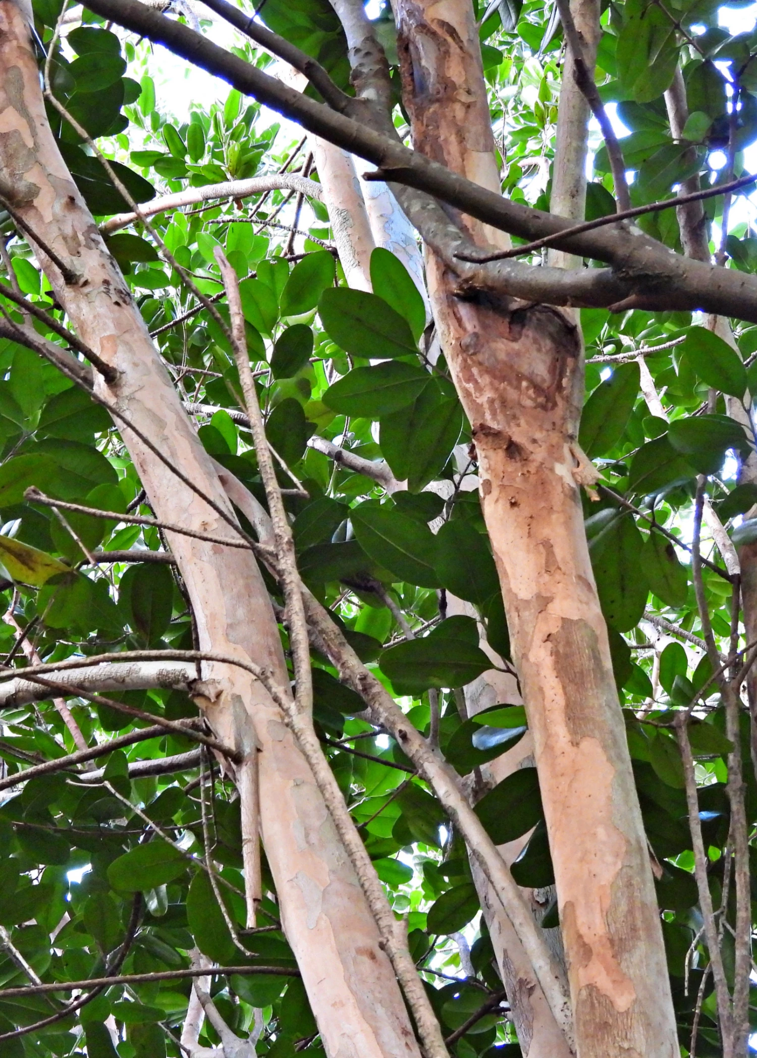 Bay Rum (Pimenta Racemosa) 2 Bay Rum (Pimenta Racemosa) - Image 2