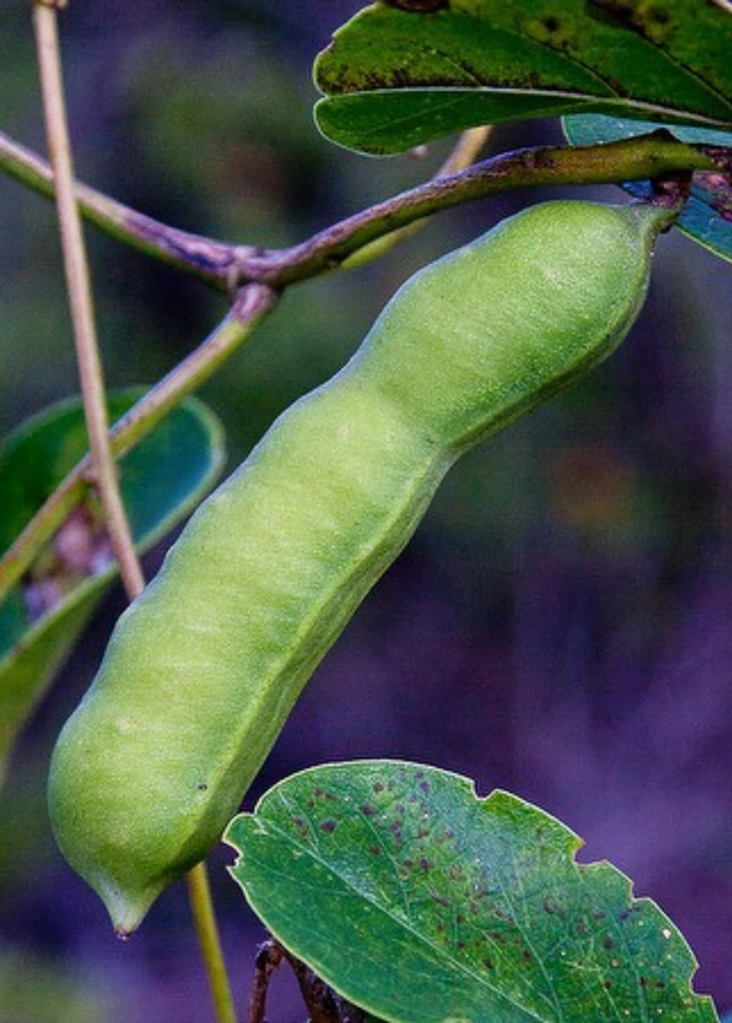 Beach Bean (Canavalia Rosea) 2 Beach Bean (Canavalia Rosea) - Image 2