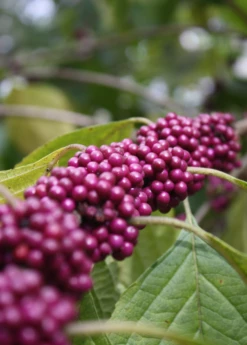 Beautyberry (Callicarpa Americana) 6 Beautyberry (Callicarpa Americana) -Garden Supplies Sales 2024 beautyberrysowexotic