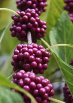 Beautyberry (Callicarpa Americana) 7 Beautyberry (Callicarpa Americana) -Garden Supplies Sales 2024 beautyberrysowexotic 1