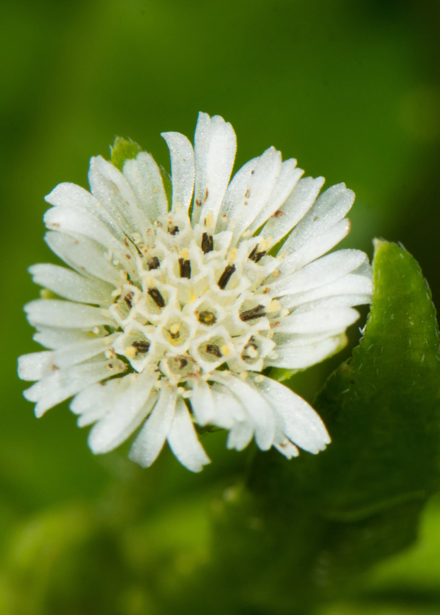 Bhringraj (Eclipta Prostrata, Syn, Eclipta Alba) 2 Bhringraj (Eclipta Prostrata, Syn, Eclipta Alba) - Image 2
