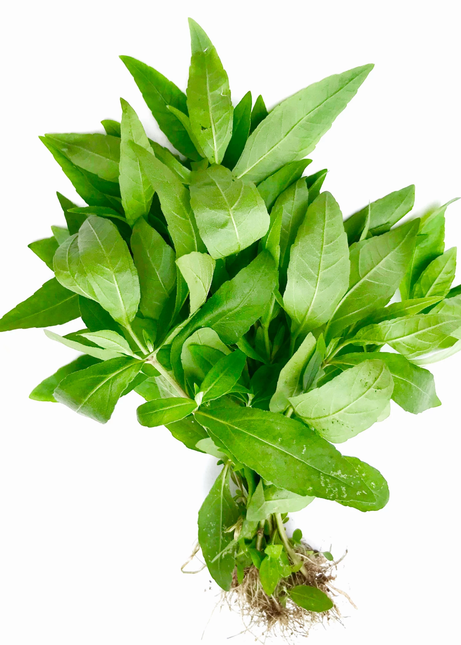 Bhringraj (Eclipta Prostrata, Syn, Eclipta Alba) 3 Bhringraj (Eclipta Prostrata, Syn, Eclipta Alba) - Image 3