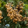 Longan, 'Biew Kiew' (Dimocarpus Longan)