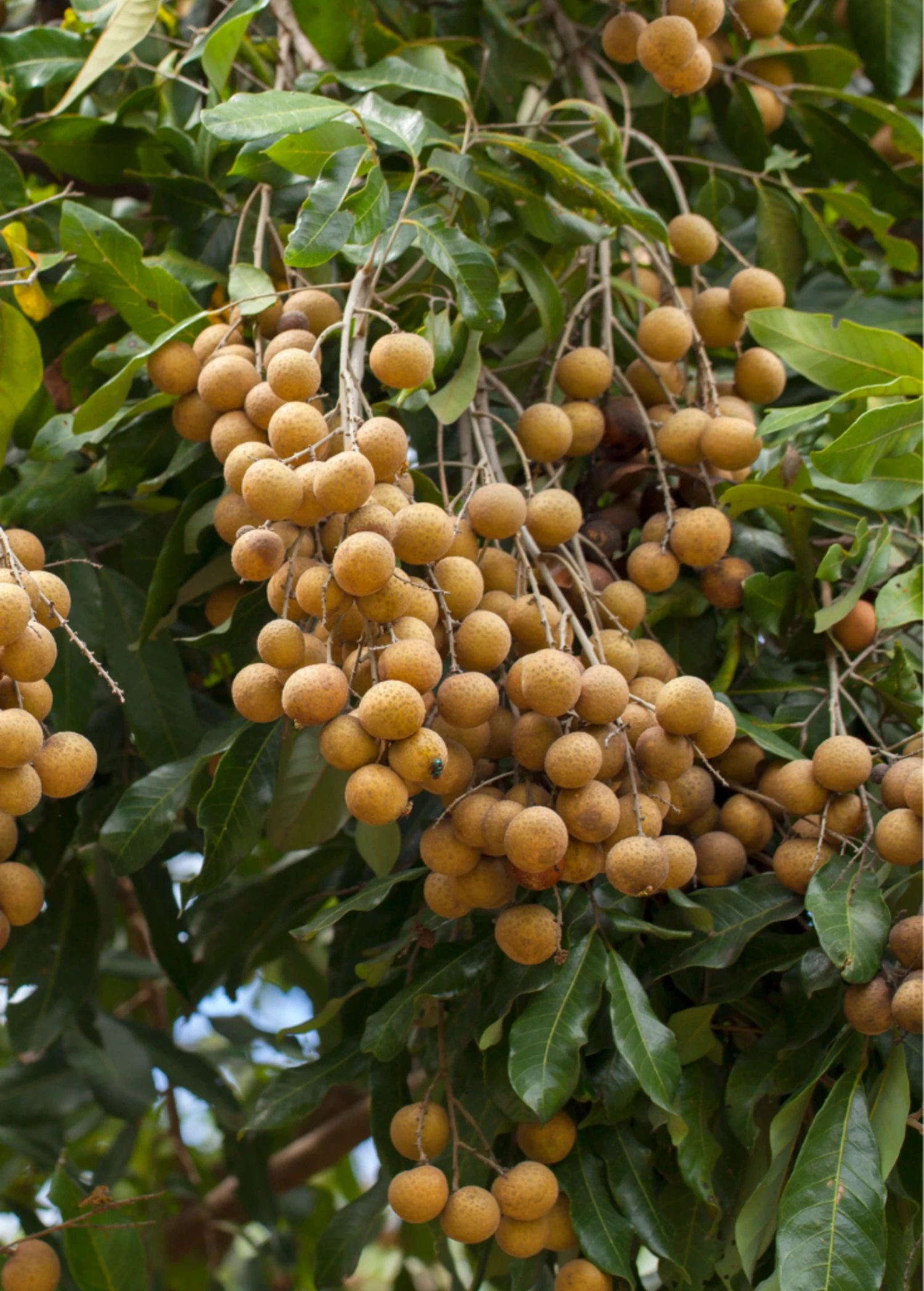 Longan, 'Biew Kiew' (Dimocarpus Longan) 1 Longan, 'Biew Kiew' (Dimocarpus Longan)