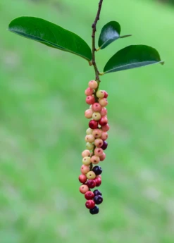 Bignay (Antidesma Bunius) -Garden Supplies Sales 2024 bignayAntidesmabuniuslivesowexotic 2