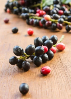 Bignay (Antidesma Bunius) -Garden Supplies Sales 2024 bignayAntidesmabuniuslivesowexotic 3