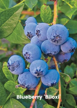 Blueberry Bundle: Sweetcrisp & Biloxi 5 Blueberry Bundle: Sweetcrisp & Biloxi -Garden Supplies Sales 2024 biloxi blueberry plant for sale SowExotic.com 1