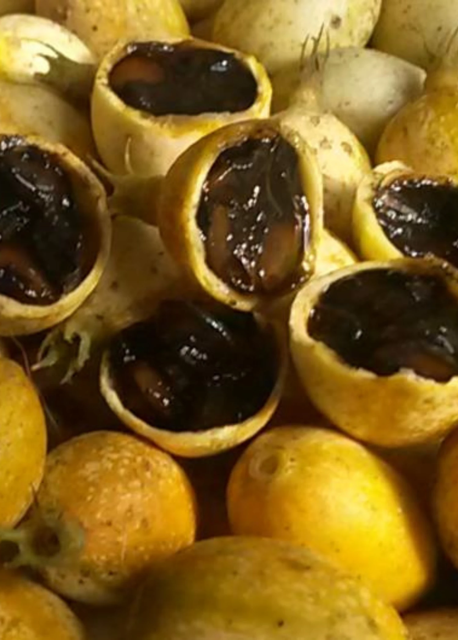 Blackberry Jam Fruit (Rosenbergiodendron Formosum) 2 Blackberry Jam Fruit (Rosenbergiodendron Formosum) - Image 2