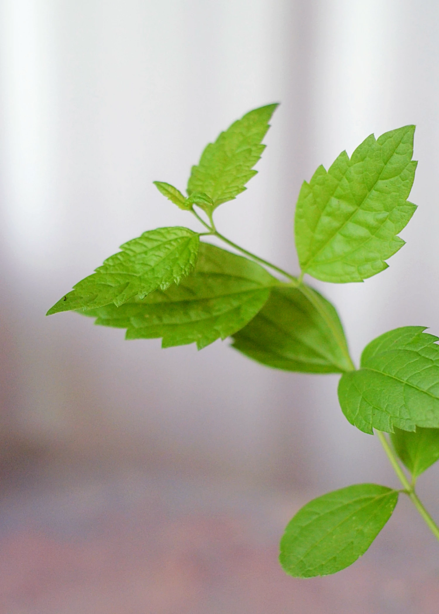 Calea Dream Herb (Calea Zacatechichi) 2 Calea Dream Herb (Calea Zacatechichi) - Image 2