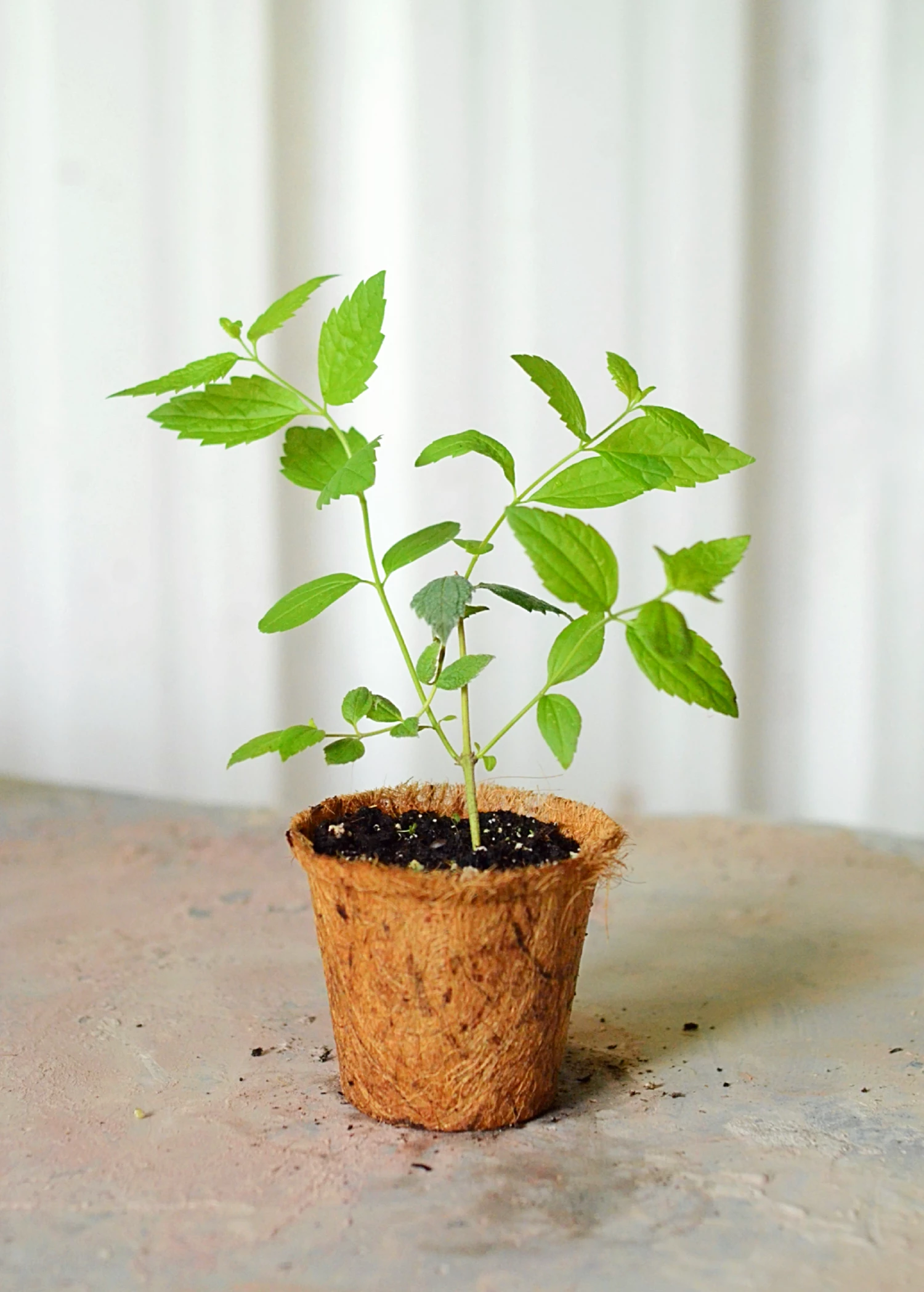 Calea Dream Herb (Calea Zacatechichi) 1 Calea Dream Herb (Calea Zacatechichi)