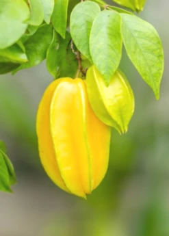 Star Fruit 'Kajang' (Averrhoa Carambola) -Garden Supplies Sales 2024 carambolastartfruitsowexoticplantNursery 3 654ea20f 4495 499e b92b 58454b8998c8