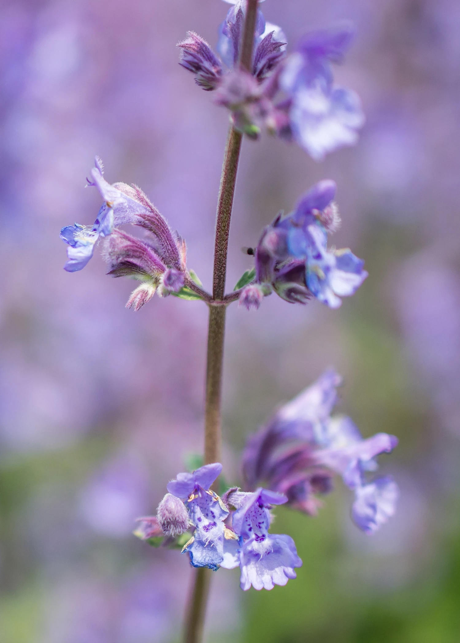 Catnip (Nepeta Cataria) 4 Catnip (Nepeta Cataria) - Image 4