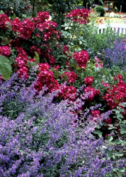 Catnip (Nepeta Cataria) 14 Catnip (Nepeta Cataria) -Garden Supplies Sales 2024 catnipcatmint Nepetacataria sowexotic 1