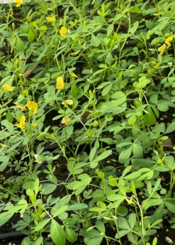 Chipilín (Crotalaria Longirostrata) -Garden Supplies Sales 2024 chipilinsowexotic 3