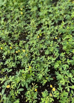 Chipilín (Crotalaria Longirostrata) -Garden Supplies Sales 2024 chipilinsowexotic 4