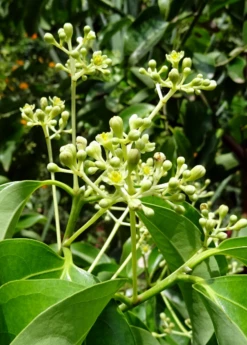 Cinnamon (Cinnamomum Verum) -Garden Supplies Sales 2024 cinnamon flower buds 1610px X 2250px
