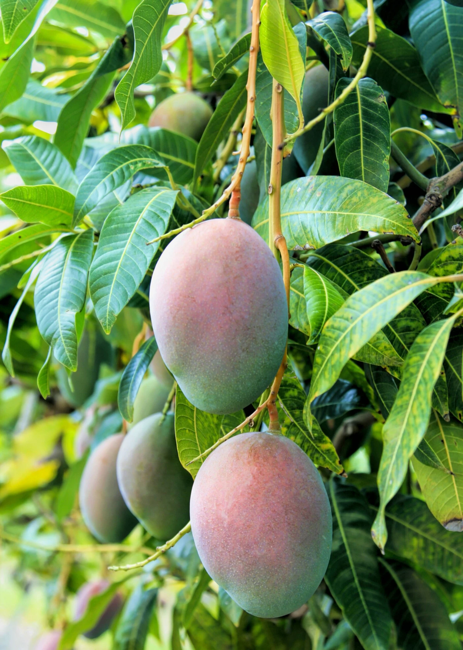 Mango 'Pickering' (Mangifera Indica) 1 Mango 'Pickering' (Mangifera Indica)