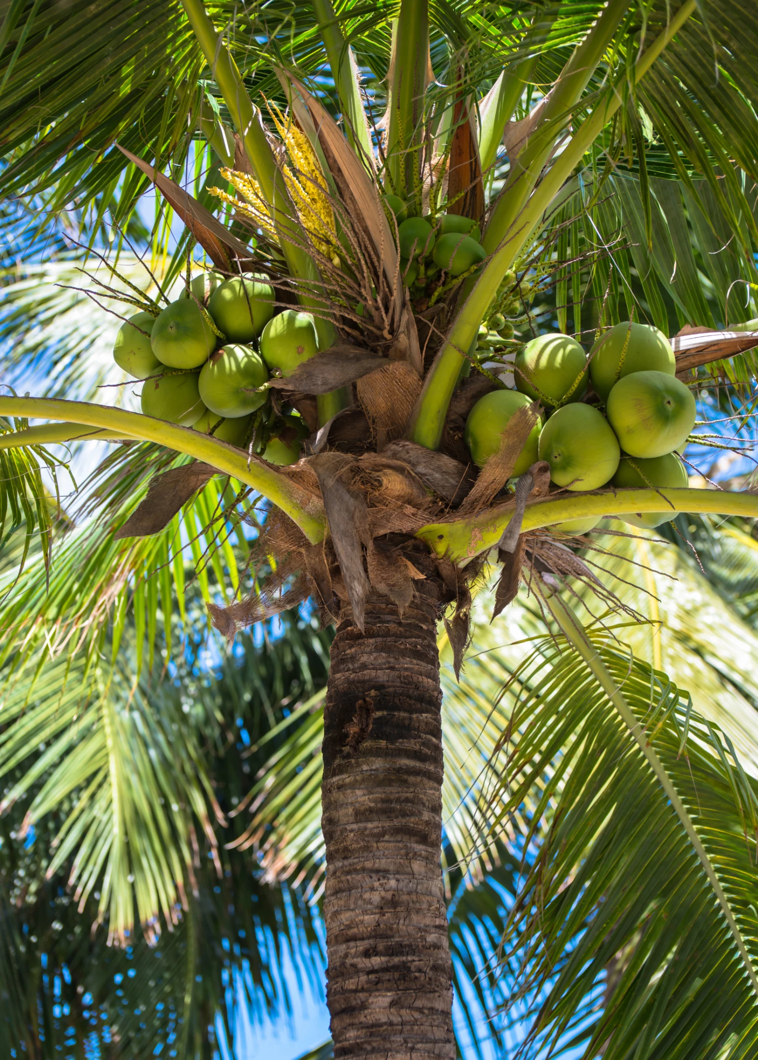 Coconut Palm Tree (Cocos Nucifera) 2 Coconut Palm Tree (Cocos Nucifera) - Image 2