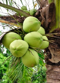 Coconut Palm Tree (Cocos Nucifera)