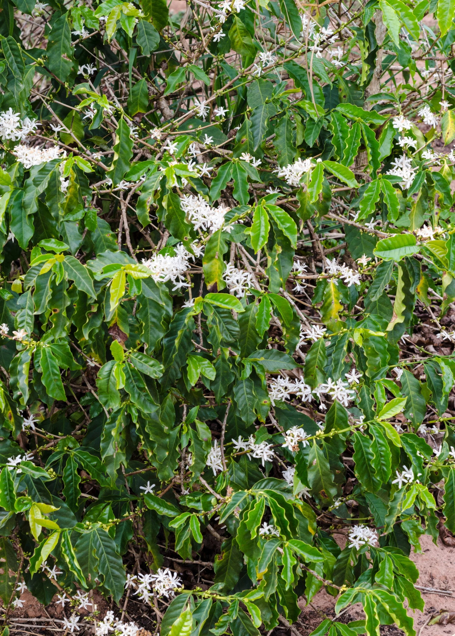 Coffee (Coffea Arabica) 3 Coffee (Coffea Arabica) - Image 3