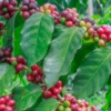 Coffee (Coffea Liberica)