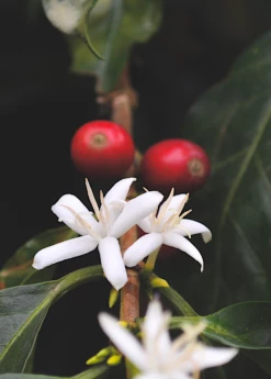 Coffee (Coffea Arabica) 9 Coffee (Coffea Arabica) -Garden Supplies Sales 2024 coffeeplantsowexotic 1