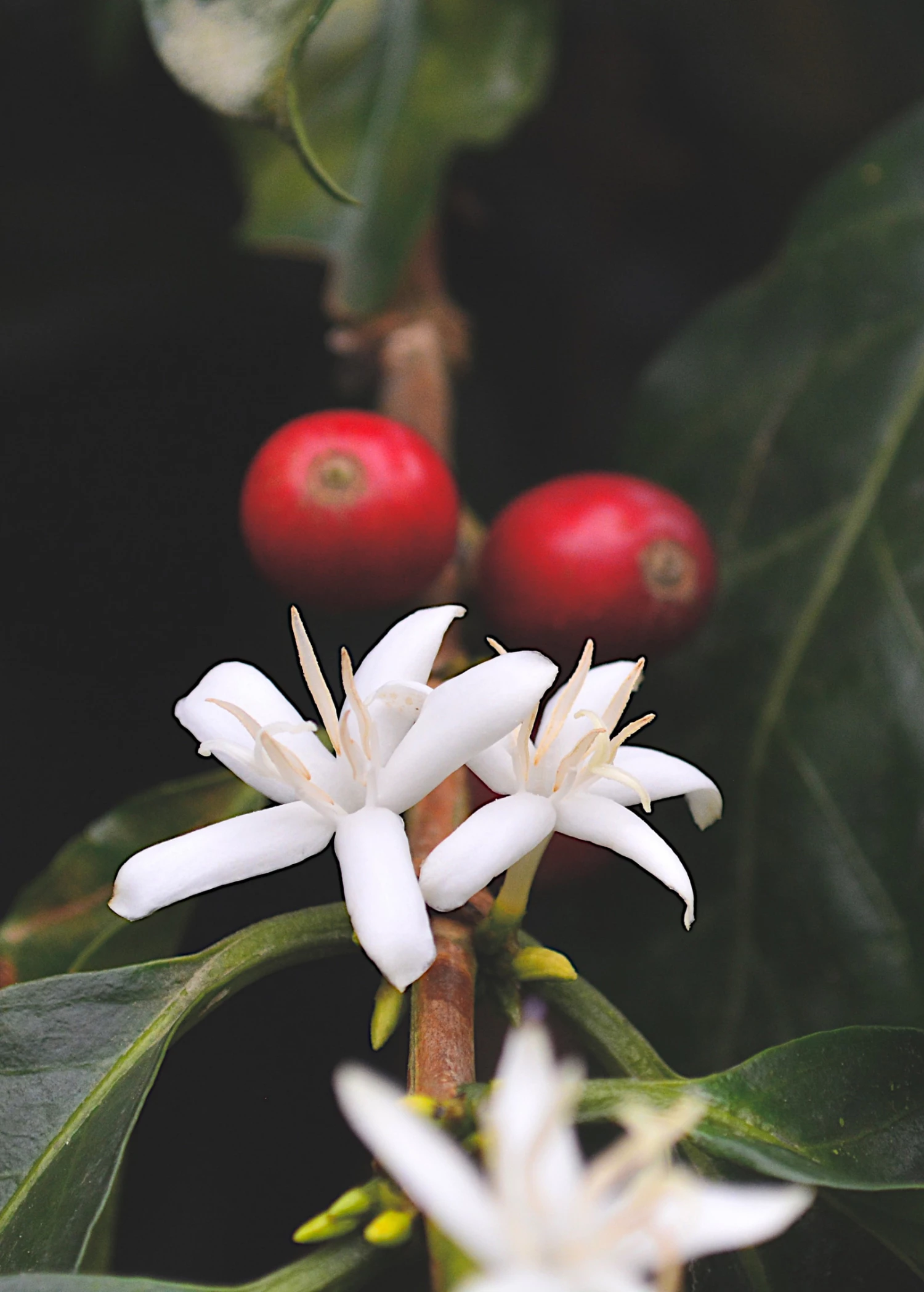 Coffee (Coffea Arabica) 4 Coffee (Coffea Arabica) - Image 4