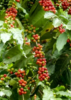 Coffee (Coffea Arabica) 10 Coffee (Coffea Arabica) -Garden Supplies Sales 2024 coffeeplantsowexotic 2
