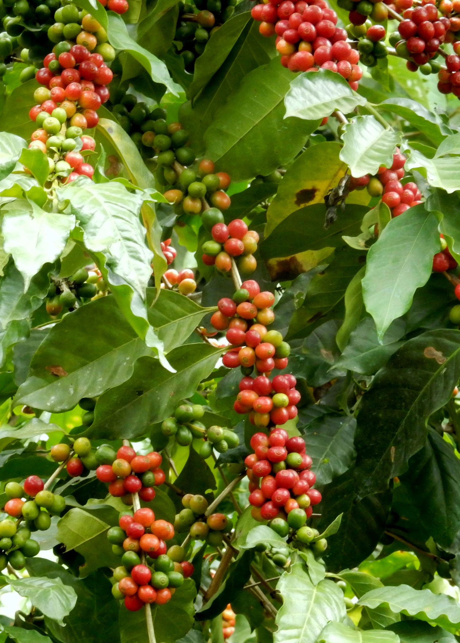 Coffee (Coffea Arabica) 5 Coffee (Coffea Arabica) - Image 5