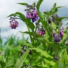Comfrey (Symphytum Uplandicum)