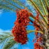 Date Palm (Phoenix Dactylifera)