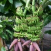 Banana Dwarf 'Double Mahoi' (Musa Acuminata)