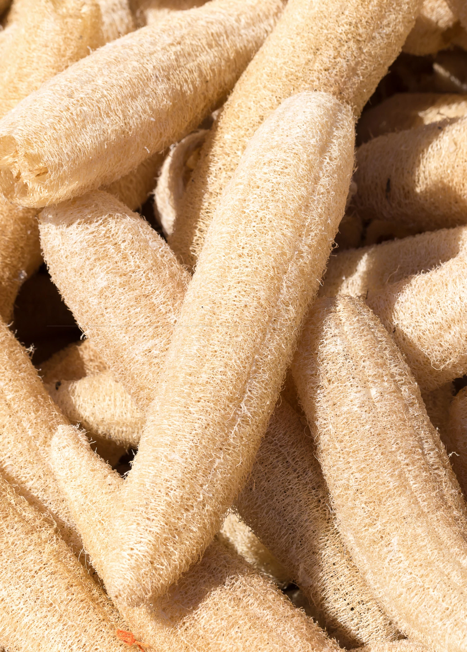 Loofah Gourd (Luffa Aegyptiaca) 1 Loofah Gourd (Luffa Aegyptiaca)