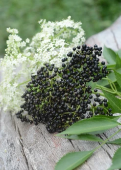 Elderberry, Florida Native (Sambucus Canadensis) 7 Elderberry, Florida Native (Sambucus Canadensis) -Garden Supplies Sales 2024 elberberry and elderflower