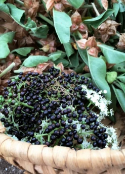 Elderberry, Florida Native (Sambucus Canadensis) 9 Elderberry, Florida Native (Sambucus Canadensis) -Garden Supplies Sales 2024 elberberry and elderflower with ashwaghanda