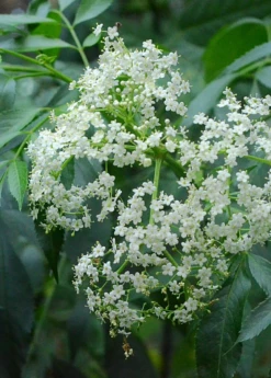 Elderberry, Florida Native (Sambucus Canadensis) 8 Elderberry, Florida Native (Sambucus Canadensis) -Garden Supplies Sales 2024 elderflower on theplant