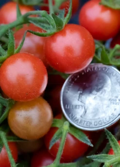 Everglades Tomato (Solanum Pimpinellifolium) -Garden Supplies Sales 2024 everglades tomatoes sow exotic