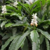 False Cardamom (Alpinia Mutica)