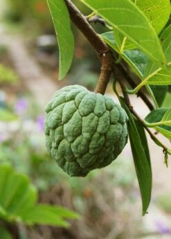 Sugar Apple 'Thai Lessard' (Annona Squamosa L) -Garden Supplies Sales 2024 fresh green Sugar Apple fruit in nature garden 195d8472 7b7e 4d0a 976c 15b14aaced55