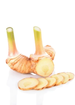 Greater Galangal (Alpinia Galanga) -Garden Supplies Sales 2024 galangal root cut