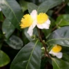 Green Tea (Camellia Sinensis)