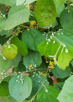 Sherbert Berry (Grewia Asiatica) -Garden Supplies Sales 2024 grewia asiatica plant
