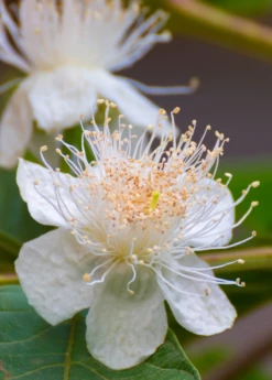 Guava, Wild Florida (Psidium Guajava) -Garden Supplies Sales 2024 guava flower portrait