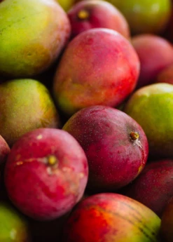 Mango 'Haden' (Mangifera Indica) -Garden Supplies Sales 2024 hadenmangofruittreeforsalesowexotic