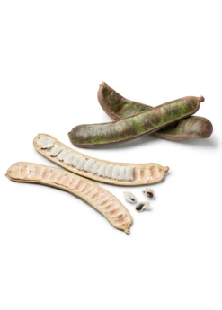 Ice Cream Bean (Inga Edulis) 7 Ice Cream Bean (Inga Edulis) -Garden Supplies Sales 2024 icecreambeansowexotic