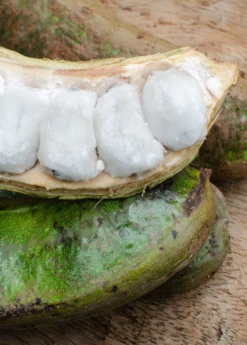 Ice Cream Bean (Inga Edulis) 9 Ice Cream Bean (Inga Edulis) -Garden Supplies Sales 2024 icecreambeansowexotic 0a273b06 52f6 4a72 8d30 36ed2646dad8