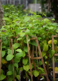 Giant Granadilla (Passiflora Quadrangularis L.) -Garden Supplies Sales 2024 image 0f96d5a9 a669 4fbe 92d3 05139b4a7144