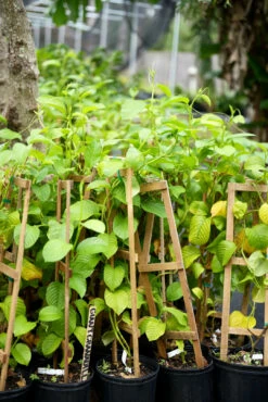 Giant Granadilla (Passiflora Quadrangularis L.) -Garden Supplies Sales 2024 image 27e3d0c7 bd71 461c 9d5b 443c535f3a7c